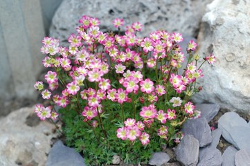sassifraghe nel giardino roccioso