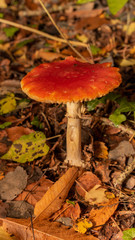 Champignon orange
