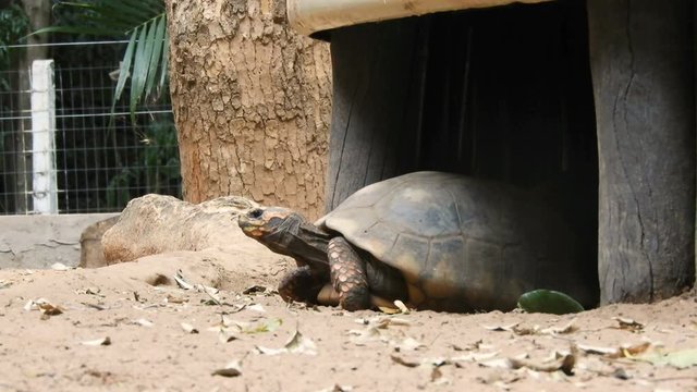 Red-legged tortoise walking on sand in Brazil	