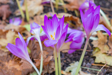Meadow with purple colchicum autumnale or autumn crocus.  Autumn flowers on a sunny day close up.