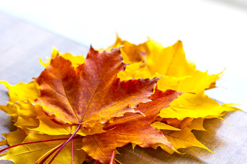 A bouquet of yellow and orange maple leaves on a table in the cafe. Colorful autumnal leaves close up.