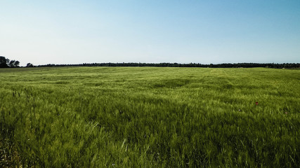 Green field in Kashubian village.