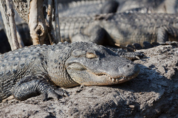 American Alligator sleeping