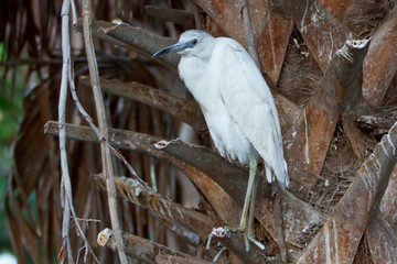 Immature Little Blue Heron, Egretta caerulea