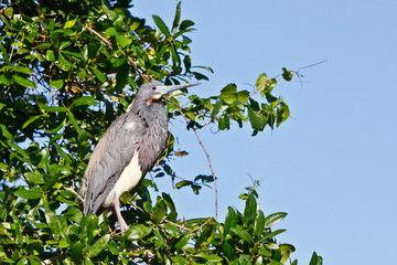 Tricolored Heron, Egretta tricolor