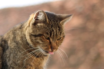 funny cat with tongue pulled out 