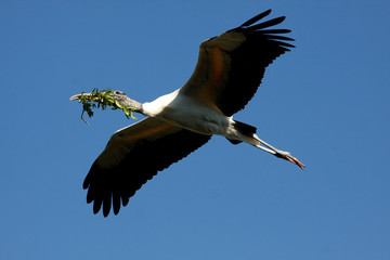 Wood Stork flying with nesting material