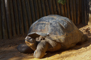 Galapagos Tortoise, Chelonoidis nigra, captive