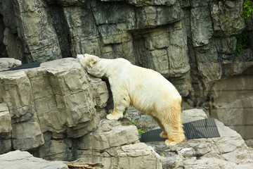 Polar Bear scratching neck