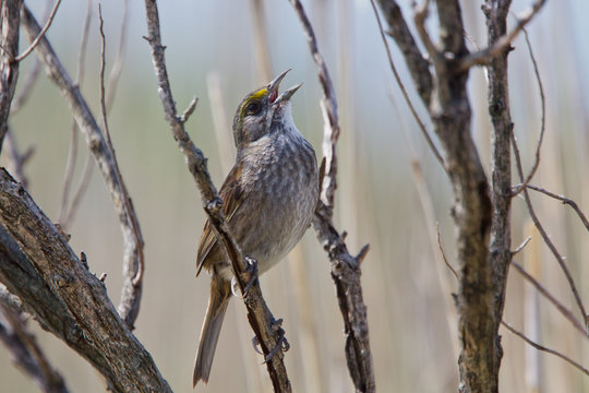 Seaside Sparrow Singing