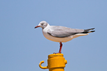 The vagrant Gray-hooded Gull in Coney Island in 2011