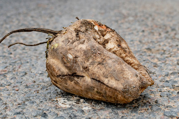 Sugar beets lying on the road