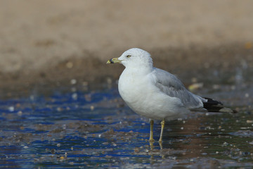 Ring-billed Gull on Beach