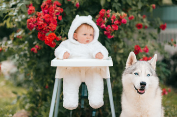 Funny child in teddy bear costume siiting in hair chair with beautiful pet with smiling muzzle. Husky dog and little boy friendship.