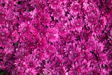 Floral background with pink blooming chrysanthemums. Autumn delicate flower. Chrysanthemum pattern. Layout for design, top view. Banner for a flower shop.