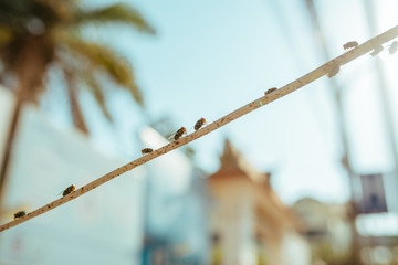 Green dung Flies with red eyes sitting on a wire