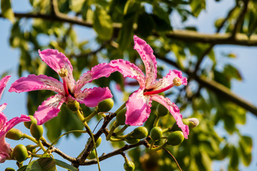 Naklejka na ściany i meble Pink flowers of the silk floss tree Ceiba speciosa, formerly Chorisia speciosa. 