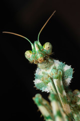 Portrait of mantis blepharopsis mendica, female, on a black background.
