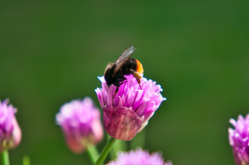 Hummel