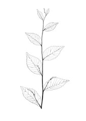 Obraz premium set of leaves