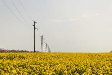 A line of electric poles with cables of electricity in a rape field with a forest in background.