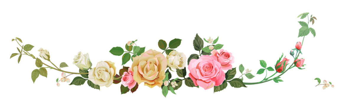 Panoramic view with white, pink roses, common snowberry (Symphoricarpos albus). Horizontal border for Christmas: flowers, buds, leaves on white background, digital draw, watercolor style, vector