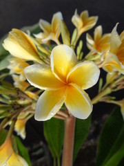 Obraz premium Yellow Tropical Flower (Frangipani or Plumeria) Are Blooming