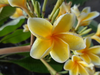 A Beautiful Yellow And White Frangipani Flower (Plumeria)