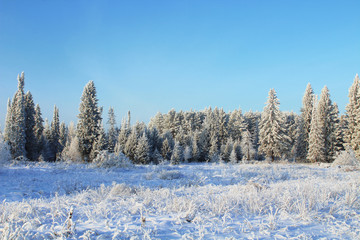 Beautiful winter forest. White snowy trees. Horizontal view. Background. Scenery.