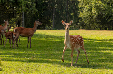 Naklejka na ściany i meble Spotted deer female grazing in a meadow