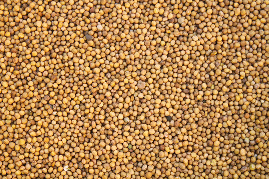 Mustard Seeds Close-up. Top view. Background. Texture.