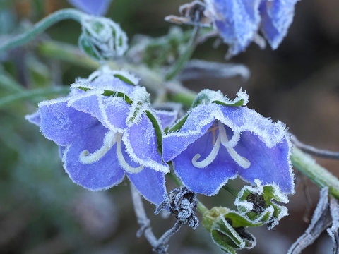 Bereifte blaue Glockenblumen, Campanula, nach einer kalten Nacht mit Raureif konturiert