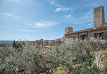 Toskana, Italien, Olivenhain