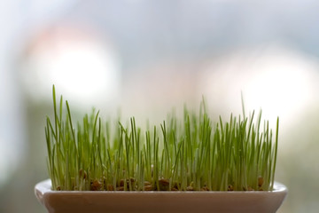 Traditional Christmas wheat growing by the window. Selective focus.
