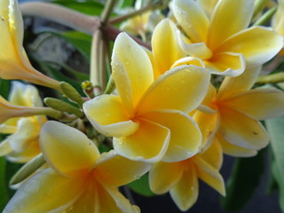 Yellow Frangipani Flower Growing In The Garden