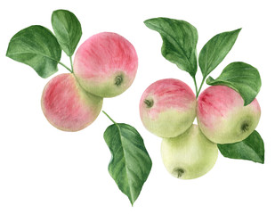 Watercolor illustration ruddy apples with leaves