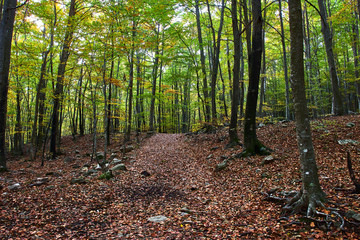 Road in the forest among fallen leaves
