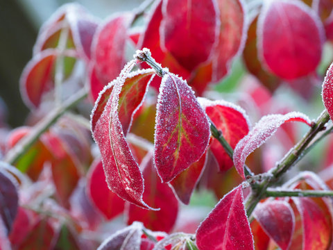 Rotes Herbstlaub der Spindelstrauches Euonymus alatus nach den ersten Nachtfr&ouml;sten