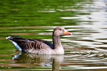 Fototapeta premium duck on the water