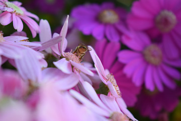 Pink Flower with Honey Bee