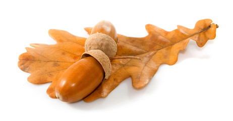 Isolated image of acorn and autumn leaf closeup