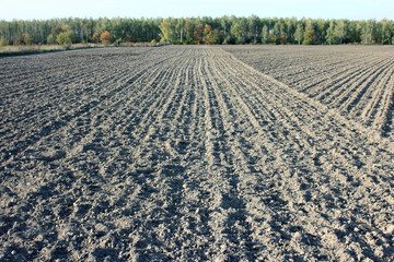 rows of young plants in a field