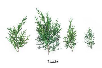 Thuja branches