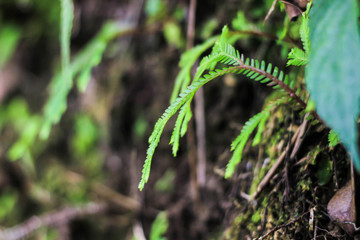 flower with water drops of dew