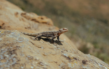 Lizard basking under the sun in Georgian mountains