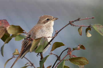 Young red basked shrike female