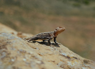 Lizard basking under the sun in Georgian mountains