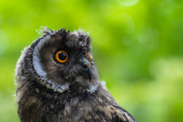 Beautiful owl with big orange eyes soft-focus in the background