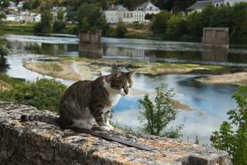 Cat sitting on the wall at the river Loire in Amboise in France,Europe