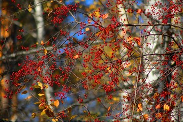 red maple leaves in autumn